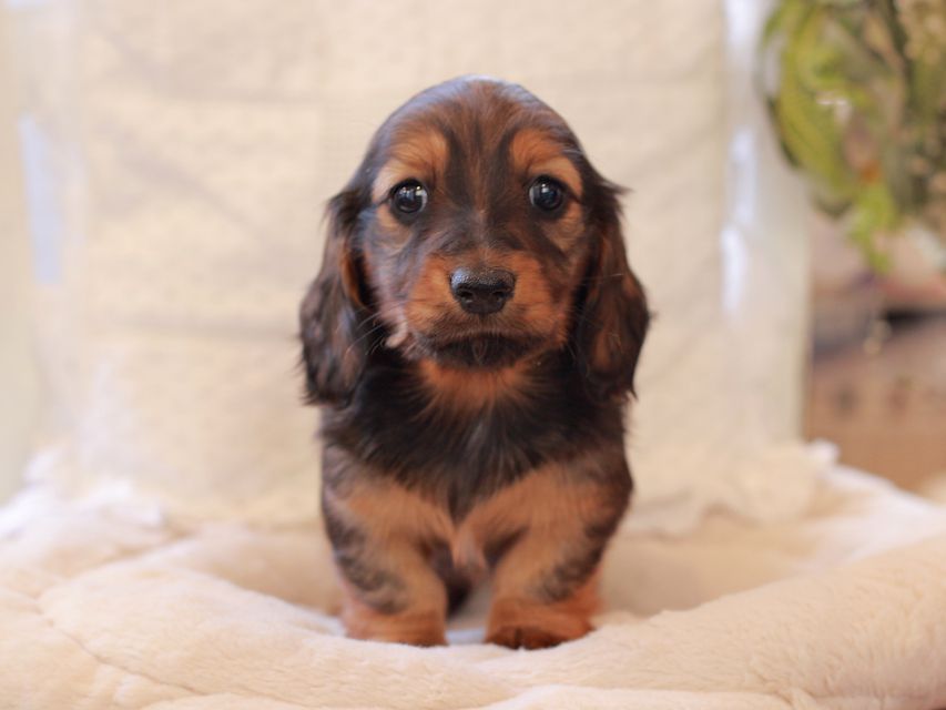 ミニチュア ダックスフンド ジャジー & まもるCHの子犬 レッド 女の子(2)2021-03-16 23.47.07 ミニチュア ダックスフンド ジャジー & まもるCHの子犬 レッド 女の子(2)