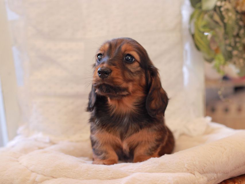 ミニチュア ダックスフンド ジャジー & まもるCHの子犬 レッド 女の子(2)2021-03-16 23.47.18 ミニチュア ダックスフンド ジャジー & まもるCHの子犬 レッド 女の子(2)