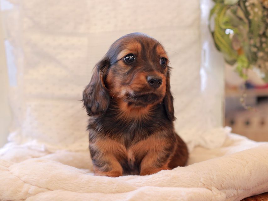 ミニチュア ダックスフンド ジャジー & まもるCHの子犬 レッド 女の子(2)2021-03-16 23.47.21 ミニチュア ダックスフンド ジャジー & まもるCHの子犬 レッド 女の子(2)