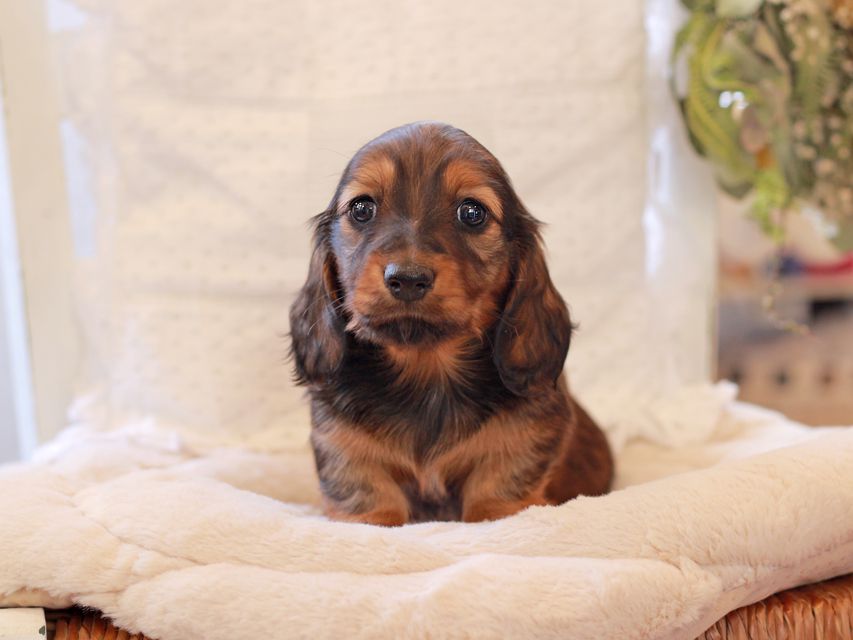 ミニチュア ダックスフンド ジャジー & まもるCHの子犬 レッド 女の子(2)2021-03-16 23.47.25 ミニチュア ダックスフンド ジャジー & まもるCHの子犬 レッド 女の子(2)