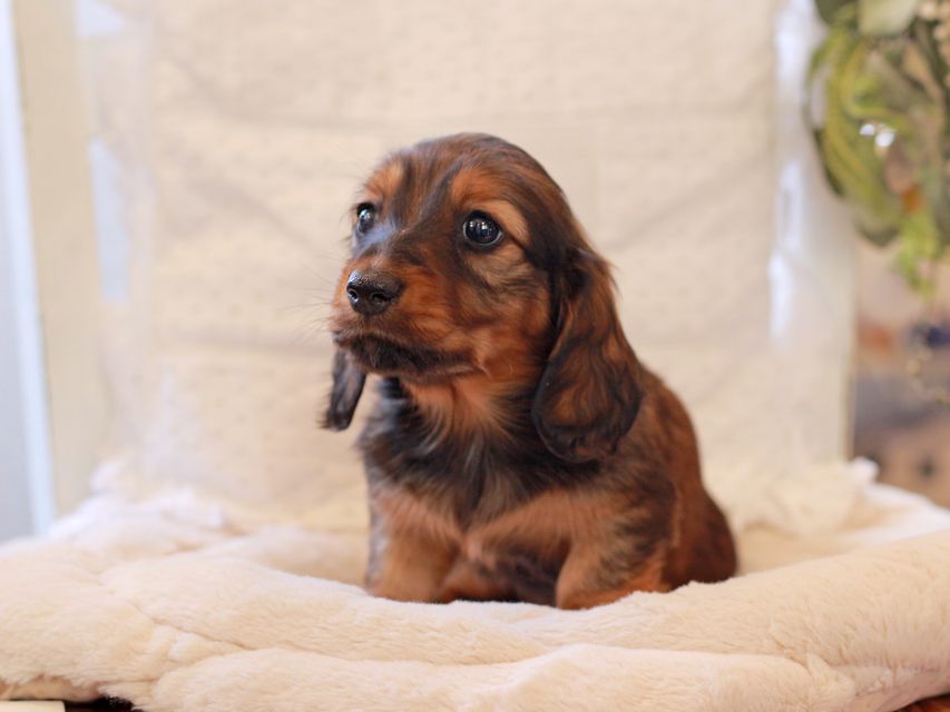 ミニチュア ダックスフンド ジャジー & まもるCHの子犬 レッド 女の子(2)2021-03-16 23.47.35 ミニチュア ダックスフンド ジャジー & まもるCHの子犬 レッド 女の子(2)