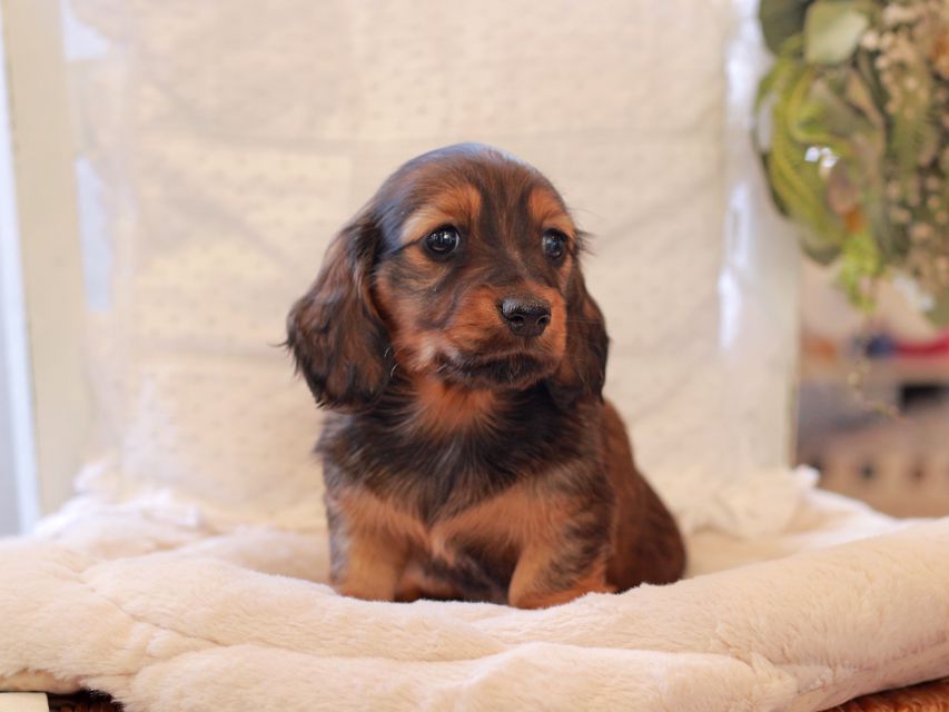 ミニチュア ダックスフンド ジャジー & まもるCHの子犬 レッド 女の子(2)2021-03-16 23.47.41 ミニチュア ダックスフンド ジャジー & まもるCHの子犬 レッド 女の子(2)