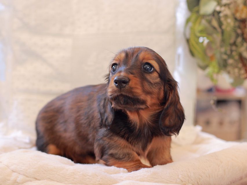 ミニチュア ダックスフンド ジャジー & まもるCHの子犬 レッド 女の子(2)2021-03-16 23.47.57 ミニチュア ダックスフンド ジャジー & まもるCHの子犬 レッド 女の子(2)