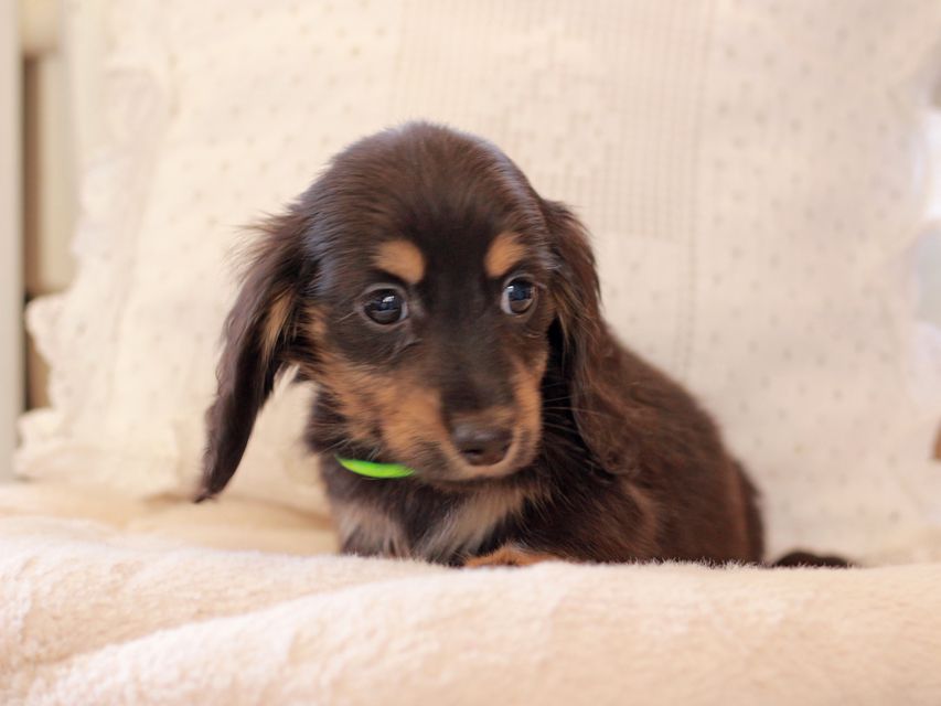 カニンヘン ダックスフンド ひなプリ & ナイトの子犬 ブラックタン 男の子2021-03-17 02.19.21-2 カニンヘン ダックスフンド ひなプリ & ナイトの子犬 ブラックタン 男の子