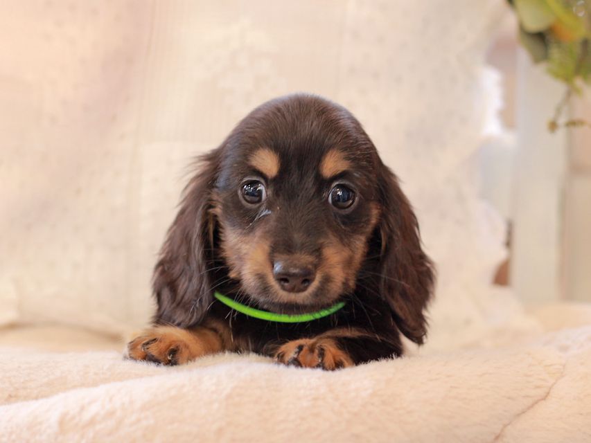 カニンヘン ダックスフンド ひなプリ & ナイトの子犬 ブラックタン 男の子2021-03-17 02.19.48-1 カニンヘン ダックスフンド ひなプリ & ナイトの子犬 ブラックタン 男の子