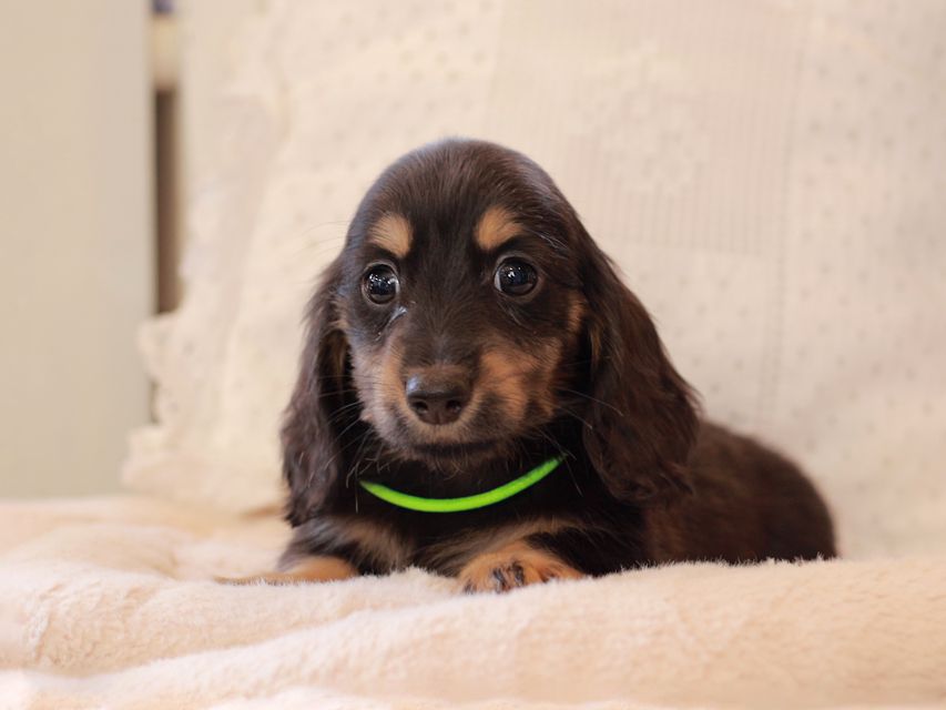 カニンヘン ダックスフンド ひなプリ & ナイトの子犬 ブラックタン 男の子2021-03-17 02.20.07 カニンヘン ダックスフンド ひなプリ & ナイトの子犬 ブラックタン 男の子