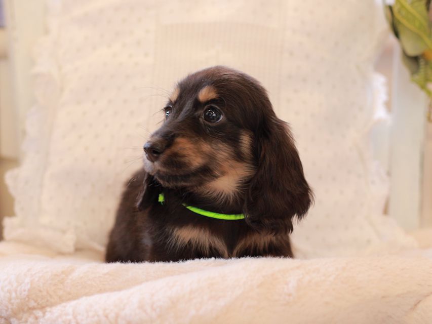 カニンヘン ダックスフンド ひなプリ & ナイトの子犬 ブラックタン 男の子2021-03-17 02.22.17 カニンヘン ダックスフンド ひなプリ & ナイトの子犬 ブラックタン 男の子