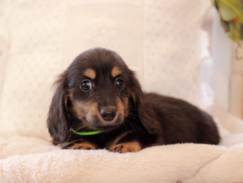 カニンヘン ダックスフンド ひなプリ & ナイトの子犬 ブラックタン 男の子2021-03-17 02.24.00 カニンヘン ダックスフンド ひなプリ & ナイトの子犬 ブラックタン 男の子