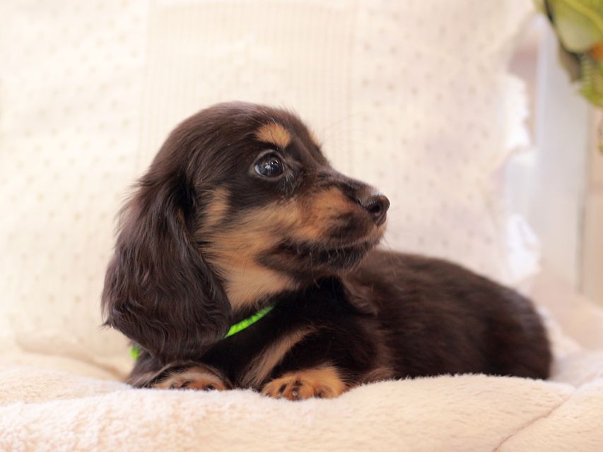 カニンヘン ダックスフンド ひなプリ & ナイトの子犬 ブラックタン 男の子2021-03-17 02.24.02 カニンヘン ダックスフンド ひなプリ & ナイトの子犬 ブラックタン 男の子