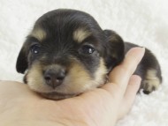 カニンヘン　子犬　ブラクリ女の子