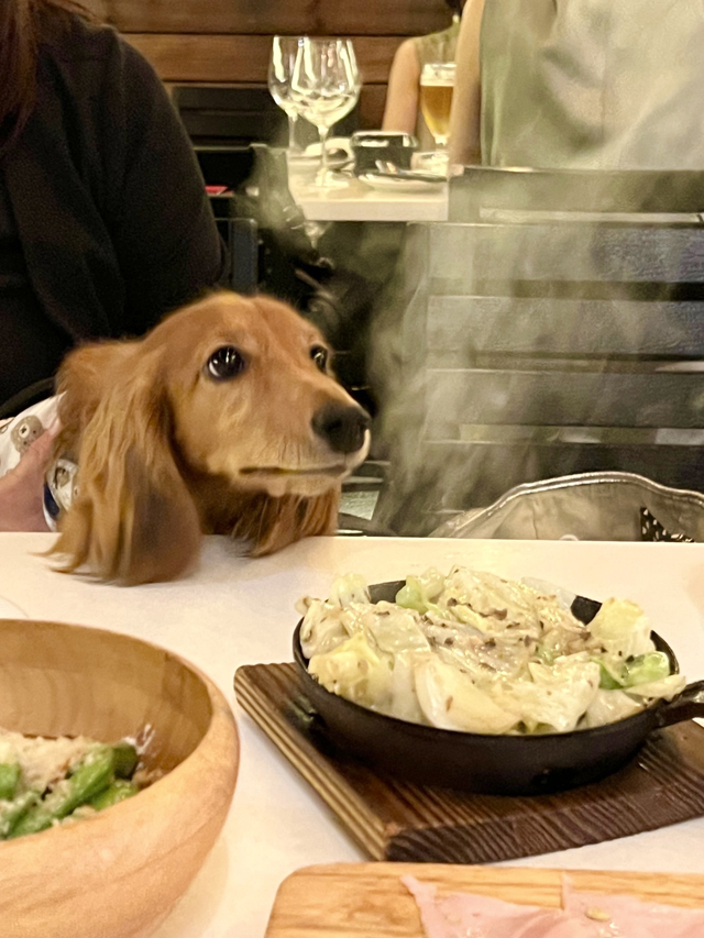 ダックスフンド フォトコンテスト