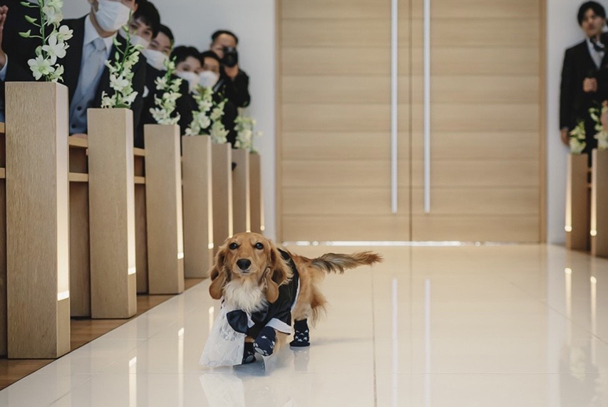 ダックスフンド フォトコンテスト