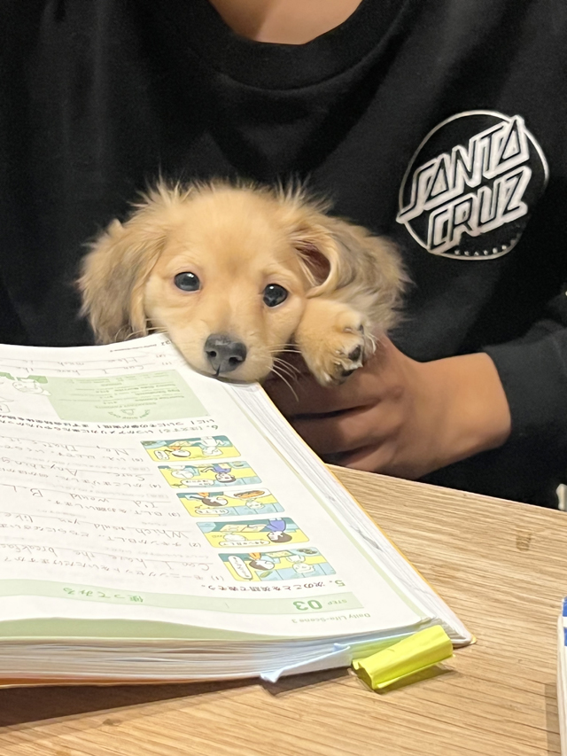 ダックスフンド フォトコンテスト