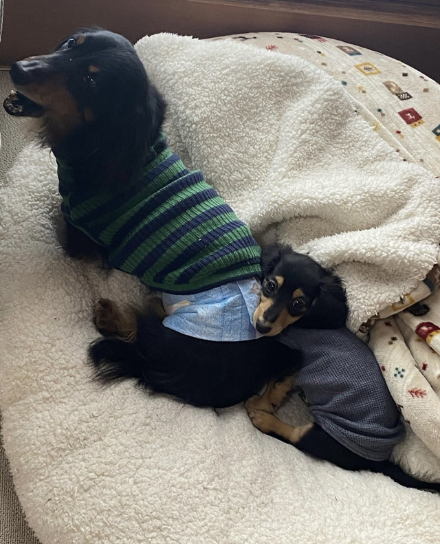 ダックスフンド フォトコンテスト