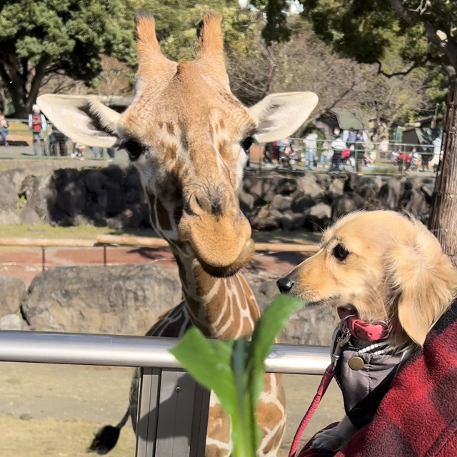 ダックスフンド フォトコンテスト