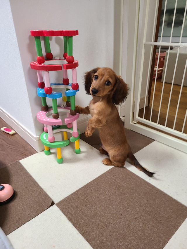 ダックスフンド フォトコンテスト