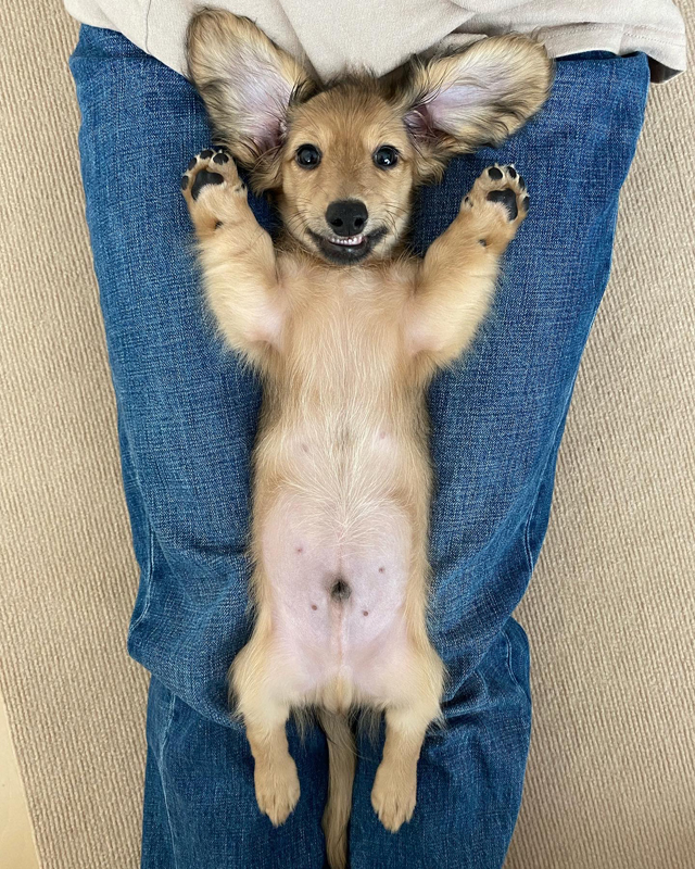 ダックスフンド フォトコンテスト