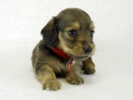 カニヘンダックス 子犬 シェーデットクリーム 女の子 カニヘンダックス 子犬 シェーデットクリーム 女の子