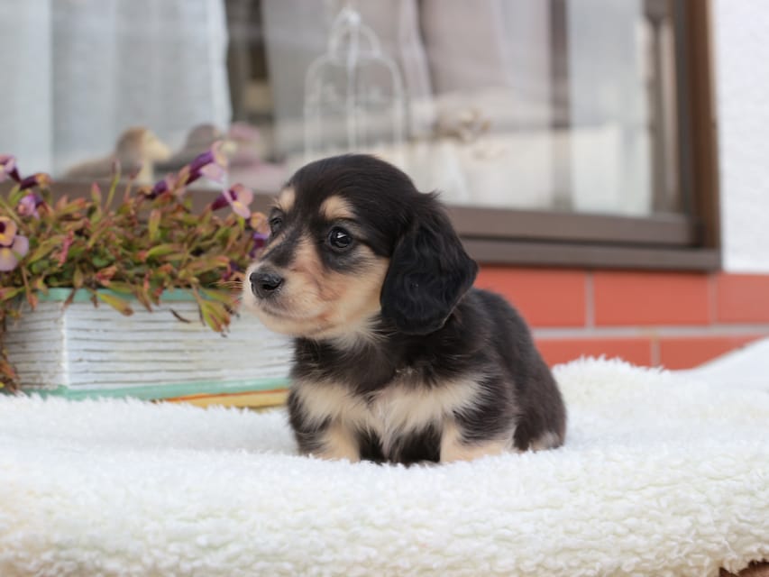 カニンヘンダックスフンド カメオ & ボノの子犬 ブラックイエロー 男の子