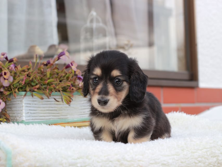 カニンヘンダックスフンド カメオ & ボノの子犬 ブラックイエロー 男の子
