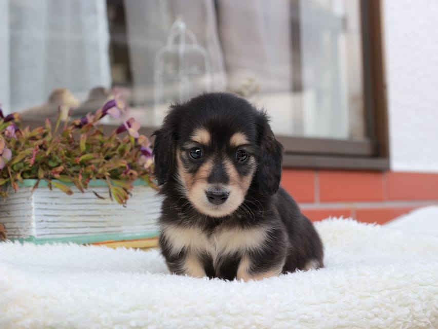 カニンヘンダックスフンド カメオ & ボノの子犬 ブラックイエロー 男の子