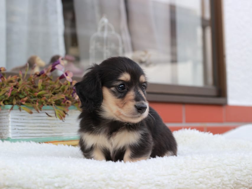 カニンヘンダックスフンド カメオ & ボノの子犬 ブラックイエロー 男の子