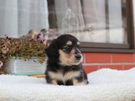 2024-10-30 03.16.53-1