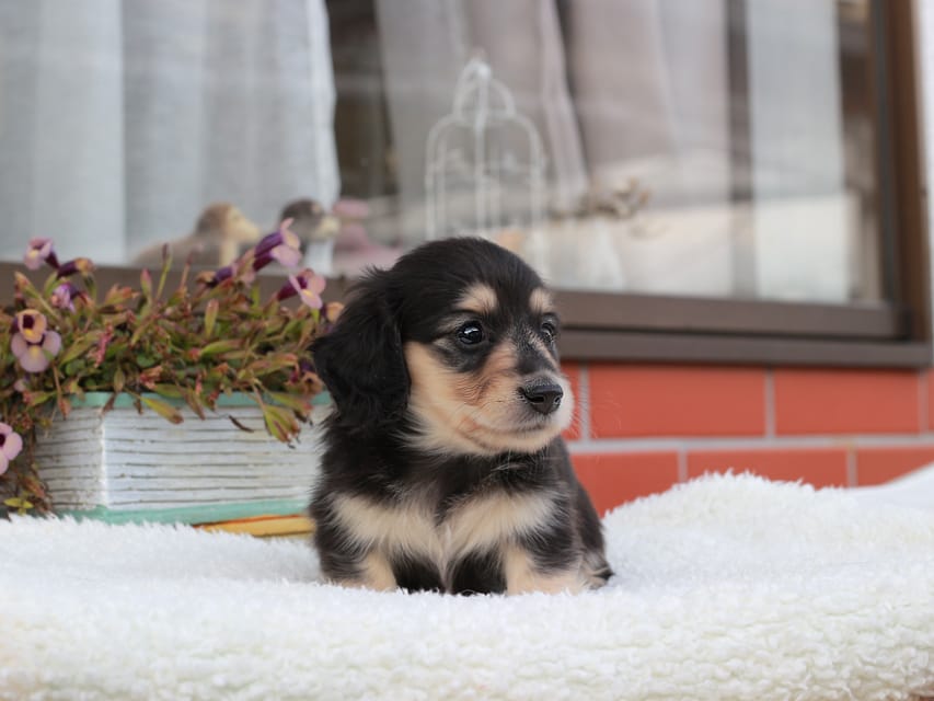 カニンヘンダックスフンド カメオ & ボノの子犬 ブラックイエロー 男の子