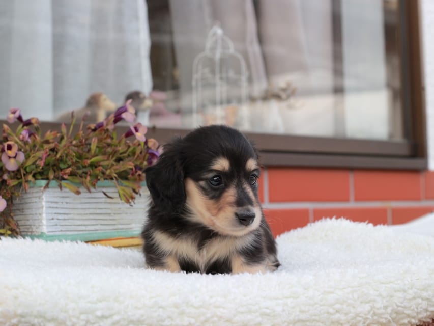 カニンヘンダックスフンド カメオ & ボノの子犬 ブラックイエロー 男の子