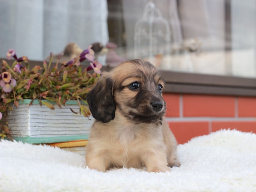 カニンヘンダックスフンド カメオ & ボノの子犬 イエロー 男の子
