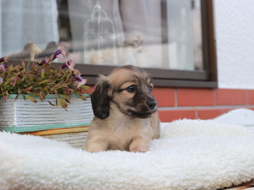 カニンヘンダックスフンド カメオ & ボノの子犬 イエロー 男の子