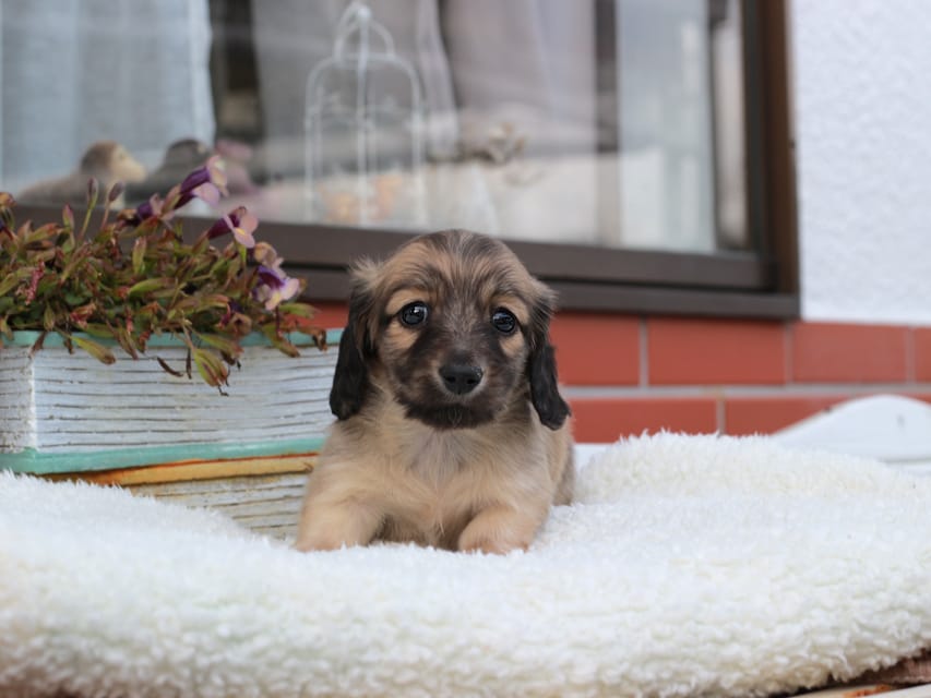 カニンヘンダックスフンド カメオ & ボノの子犬 イエロー 男の子