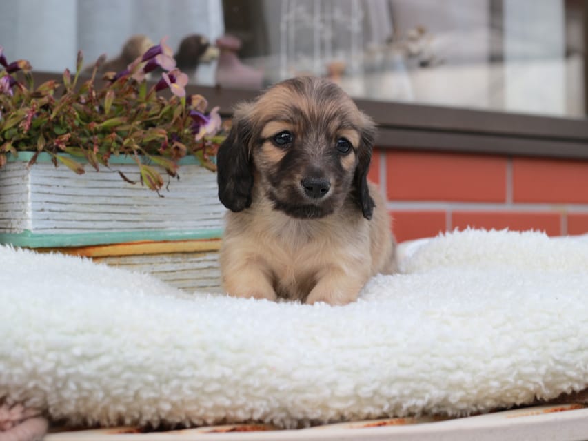 カニンヘンダックスフンド カメオ & ボノの子犬 イエロー 男の子