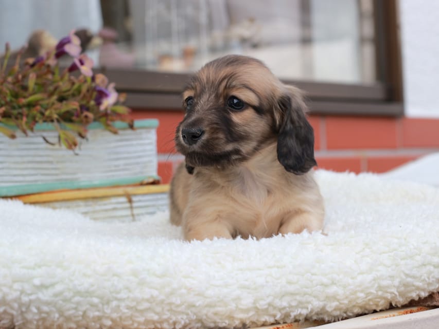 カニンヘンダックスフンド カメオ & ボノの子犬 イエロー 男の子