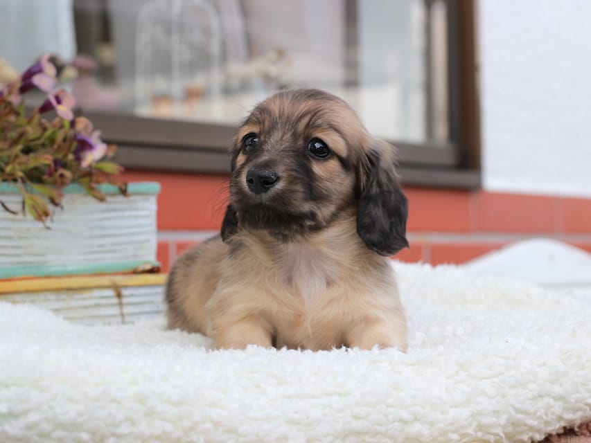 カニンヘンダックスフンド カメオ & ボノの子犬 イエロー 男の子