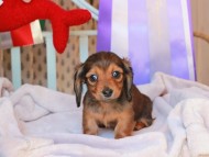 2024-11-23 00.15.57-2 2024-11-23 00.15.57-2