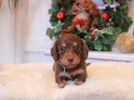 2024-12-08 00.04.38-2