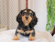 2025-01-21 02.26.33-1