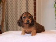 2025-01-21 02.29.55-1