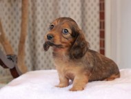 2025-01-21 02.30.47-1