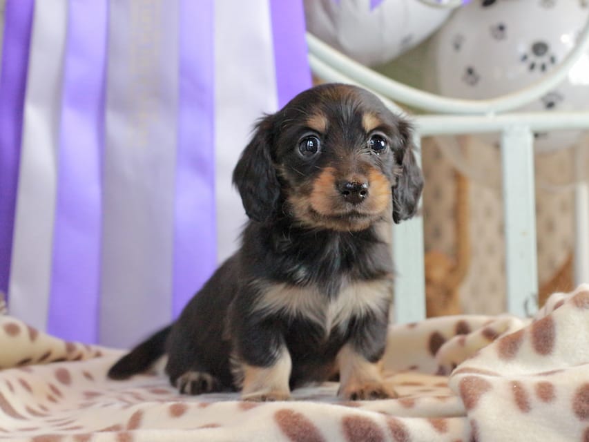 カニンヘンダックスフンド ジェシー & スルガの子犬 ブラックイエロー（ブラッククリーム） 女の子