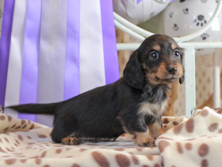 カニンヘンダックスフンド ジェシー & スルガの子犬 ブラックイエロー（ブラッククリーム） 女の子