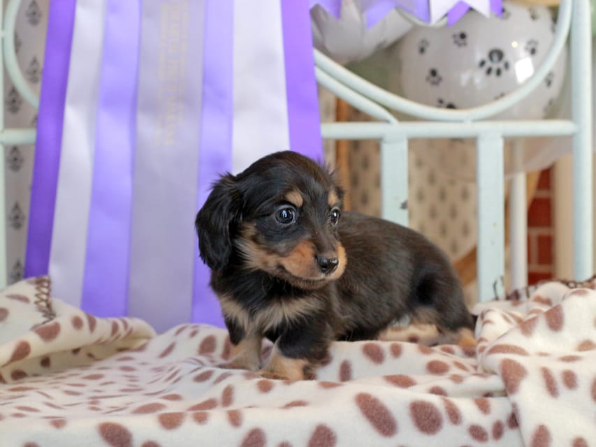 カニンヘンダックスフンド ジェシー & スルガの子犬 ブラックイエロー（ブラッククリーム） 女の子
