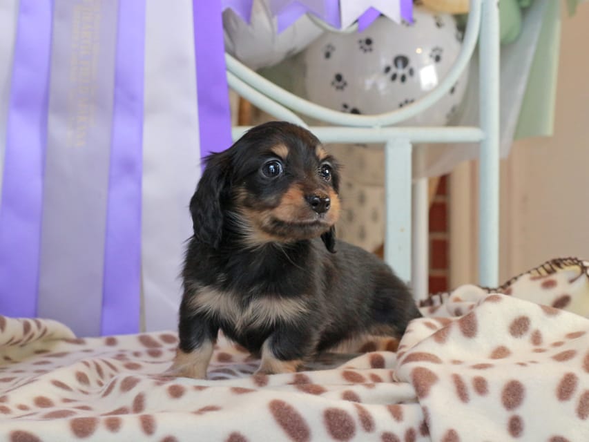カニンヘンダックスフンド ジェシー & スルガの子犬 ブラックイエロー（ブラッククリーム） 女の子