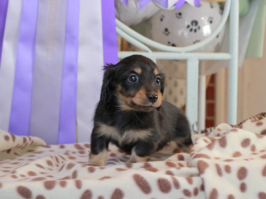 カニンヘンダックスフンド ジェシー & スルガの子犬 ブラックイエロー（ブラッククリーム） 女の子