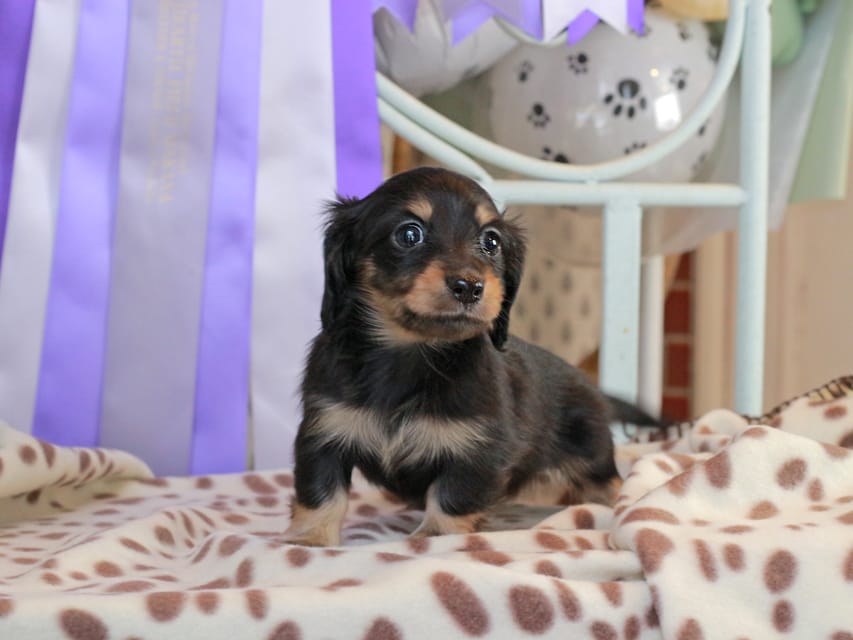 カニンヘンダックスフンド ジェシー & スルガの子犬 ブラックイエロー（ブラッククリーム） 女の子