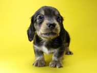 カニンヘン ダックスフンド 子犬 シェーデットクリーム 男の子