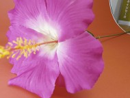 カニンヘン サリーTi & クッキーの赤ちゃん ピュアクリーム 男の子① カニンヘン サリーTi & クッキーの赤ちゃん ピュアクリーム 男の子①