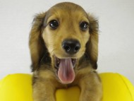 ミニチュワダックス　シェーデットレット男の子