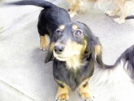 ブラックタンの月子